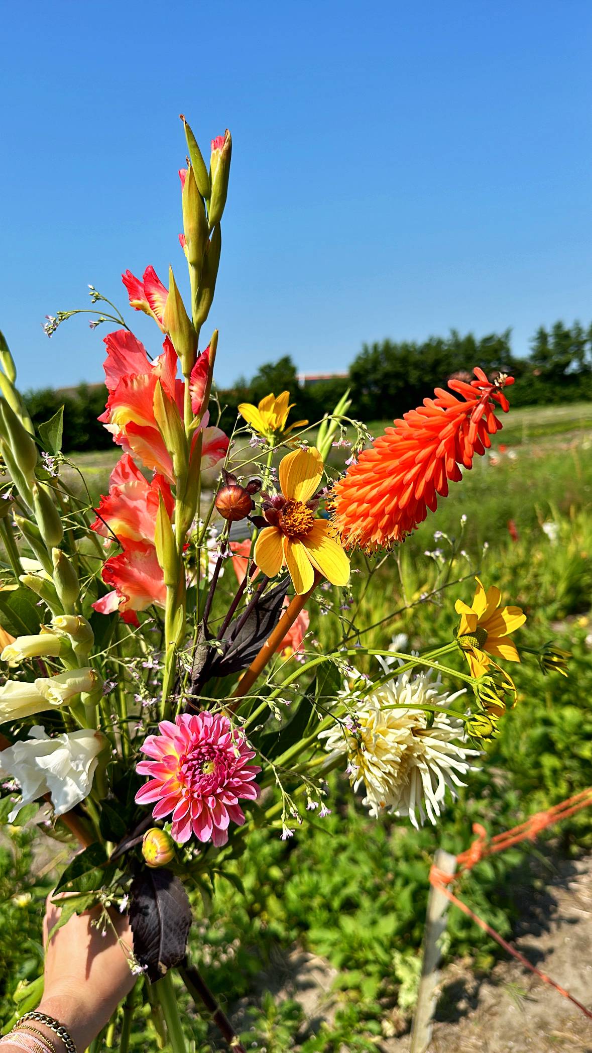 Beeld pluktuin 1