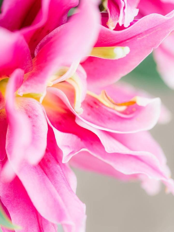 Closeup van roze lelie