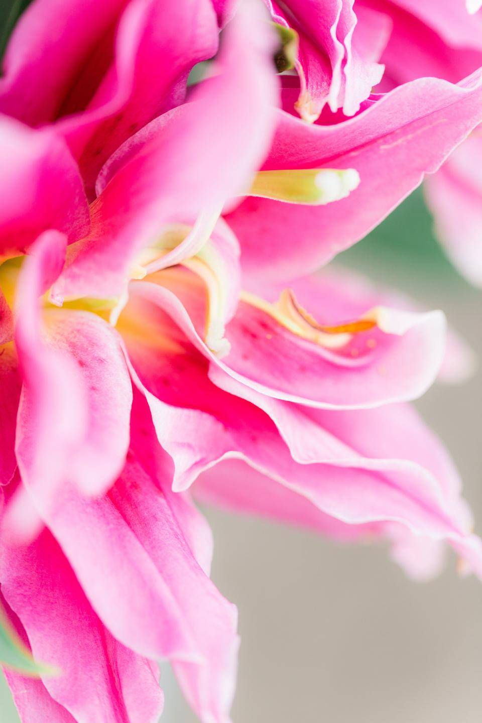 BloemenHolland_Anouschka_Rokebrand_015