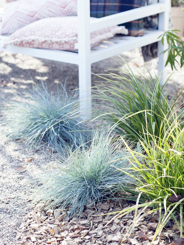 Blue Fescue Thejoyofplants.co.uk - 8e05be78-6bcb-4318-9817-d51fd4af769a