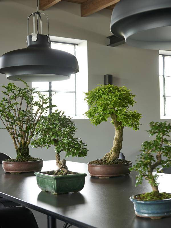 Bonsai Mooiwatplantendoen.nl - c695e446-b557-4401-ad88-a8658c33625c