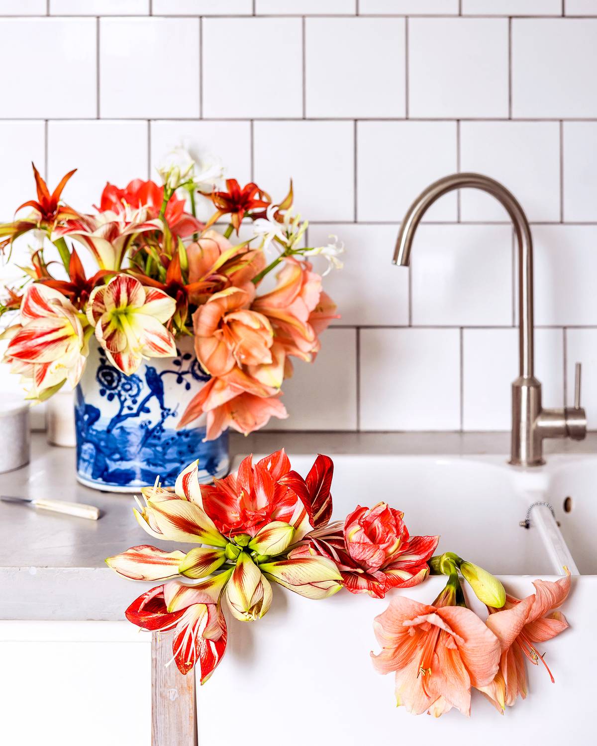 Amaryllis