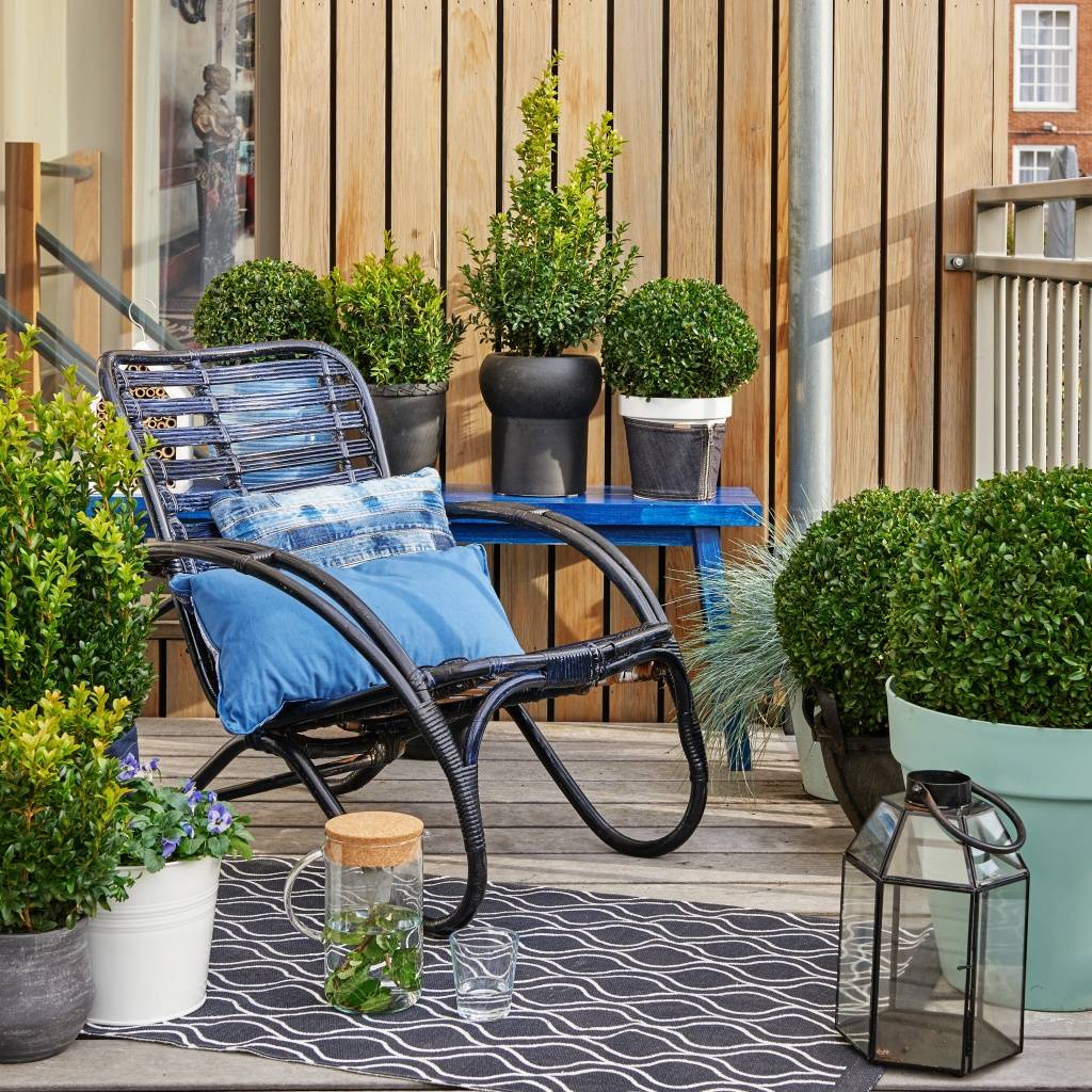 Buxus