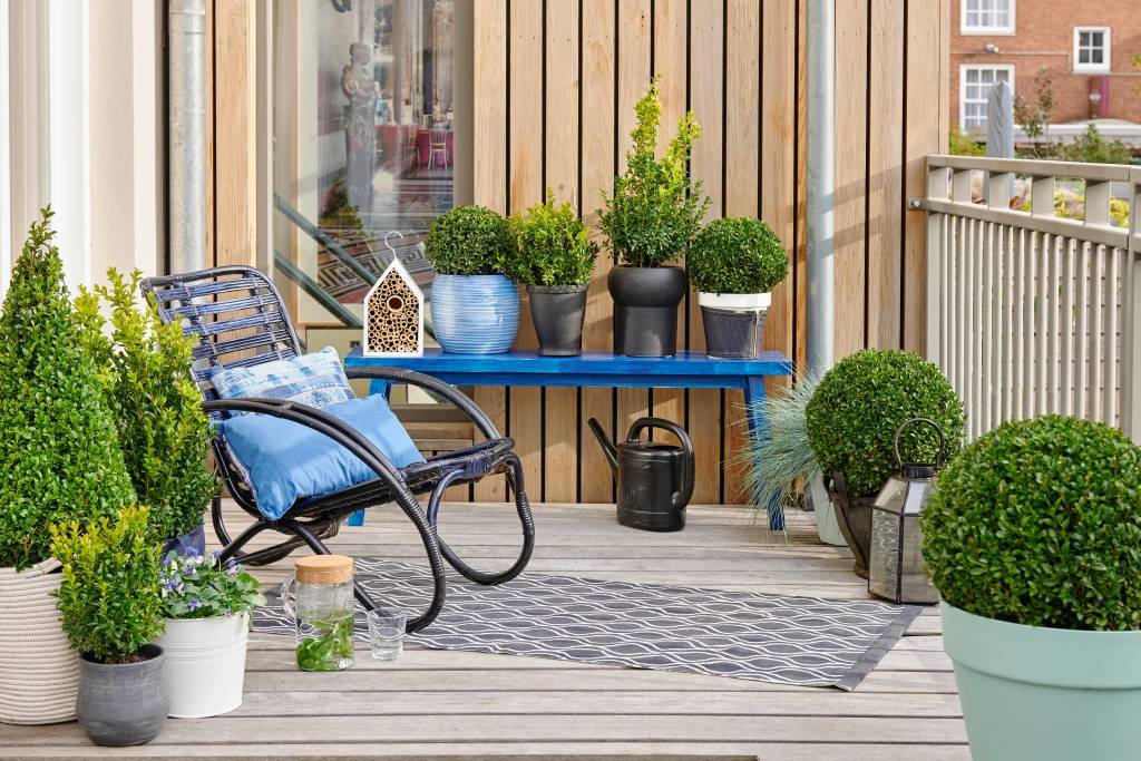 Buxus