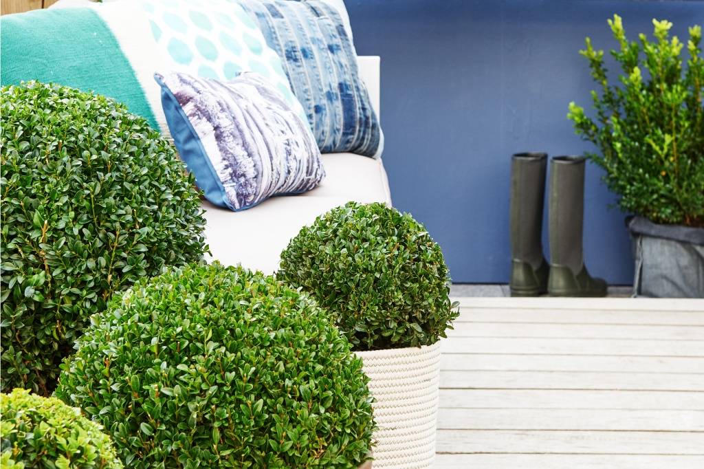 Buxus