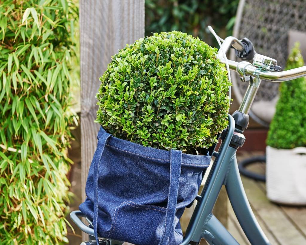 Buxus