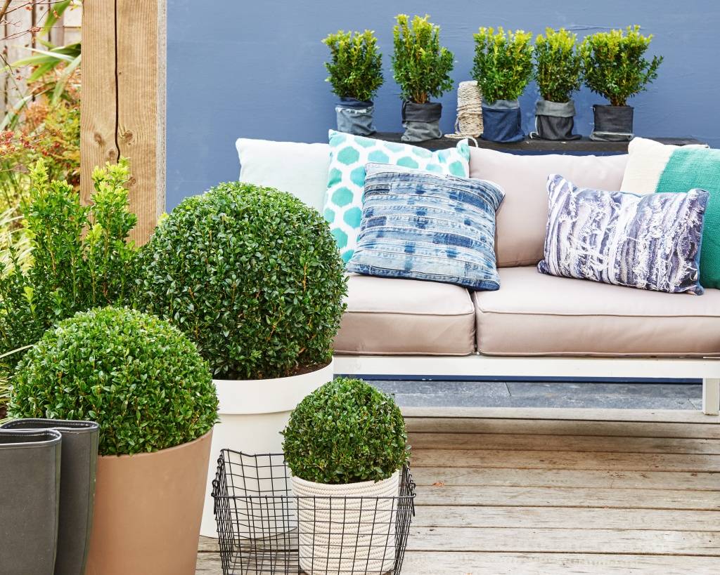 Buxus