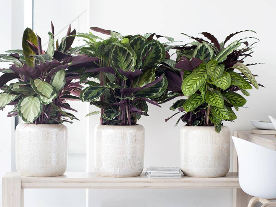 Calathea