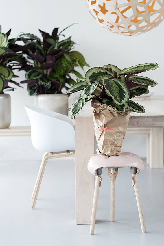 Calathea