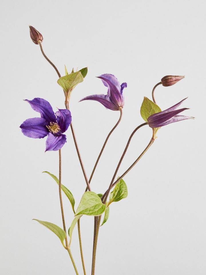 Clematis