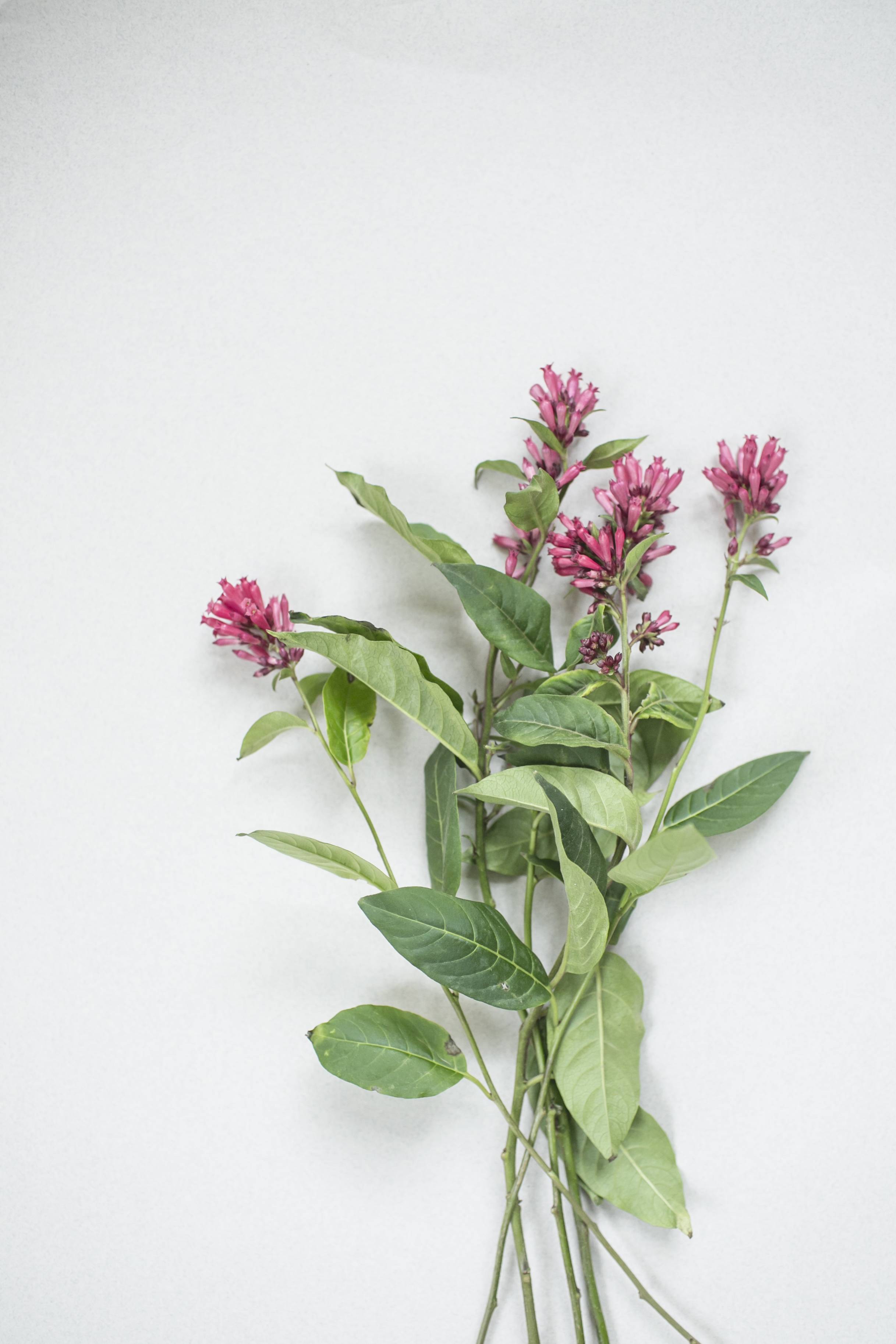 Cestrum1