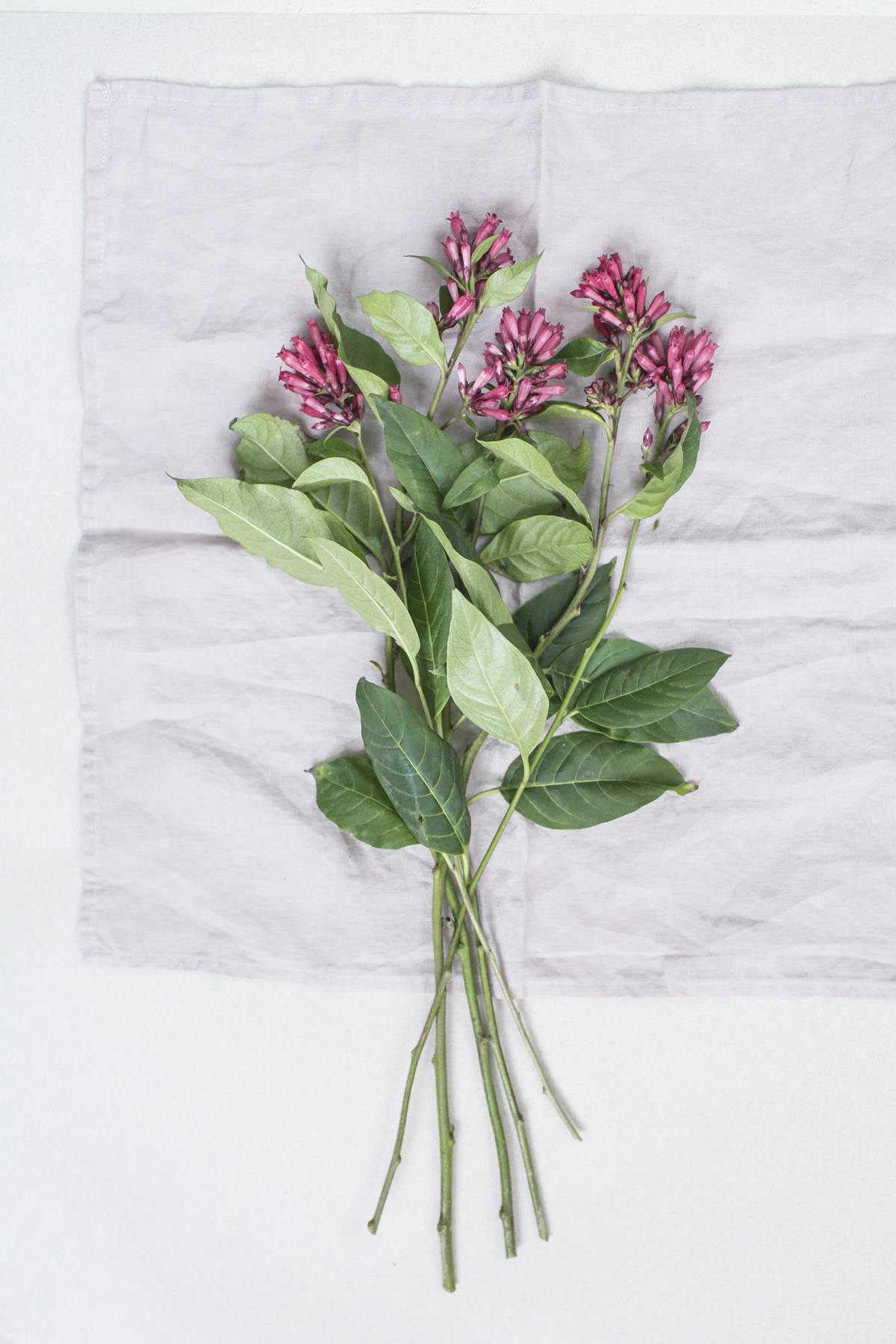 Cestrum2