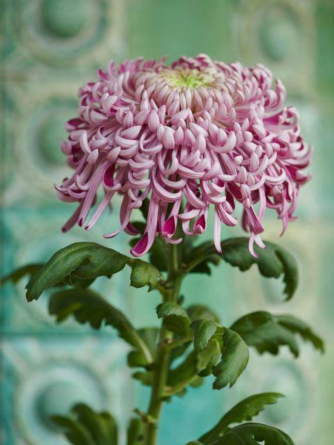 Chrysant