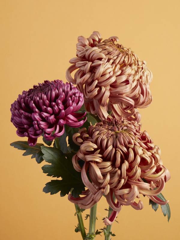 ChrysantemumFlower Agenda November 20210842