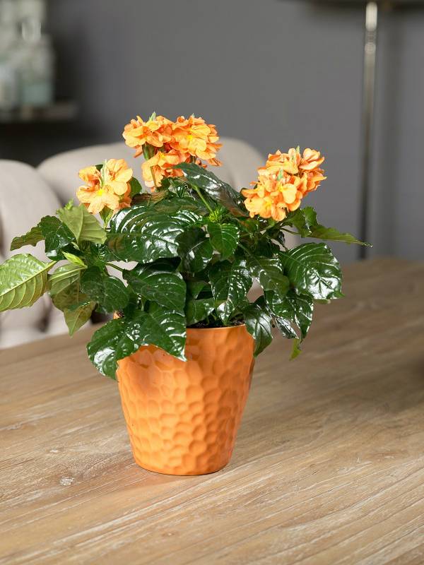 Crossandra Mooiwatplantendoen.nl - 90285de0-ccf5-41e7-88e0-af85278c1f8e