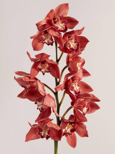 Cymbidium