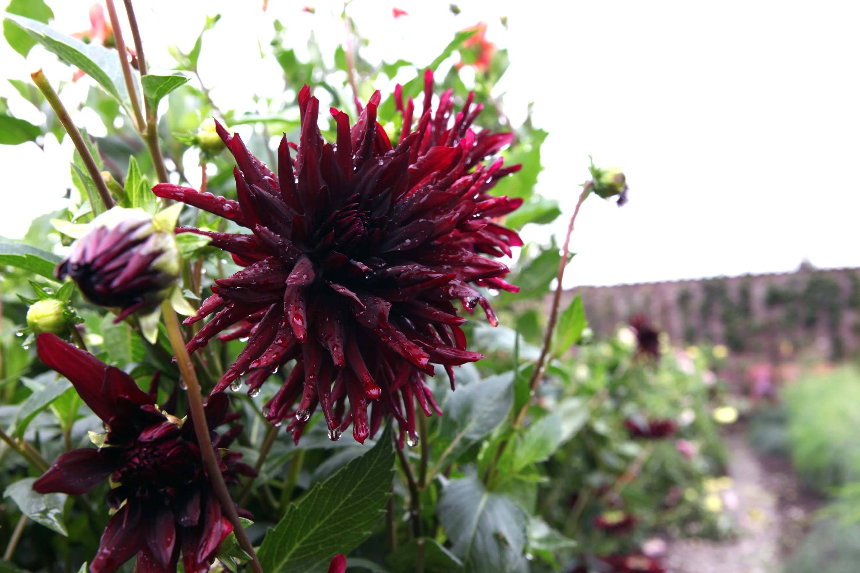Dahlia - 70ec1771-9a41-41f1-bfce-b800c016242d