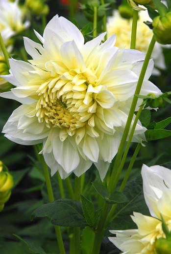Dahlia - ae1deebd-860e-4c8f-9734-3f8c45b9acf3