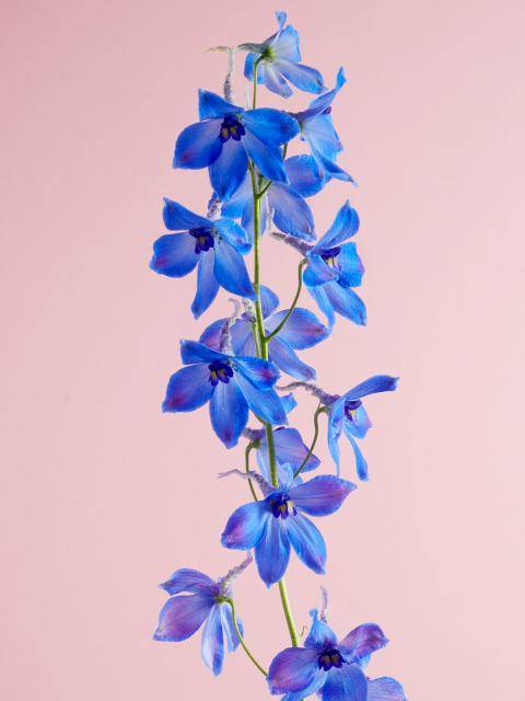 Delphinium