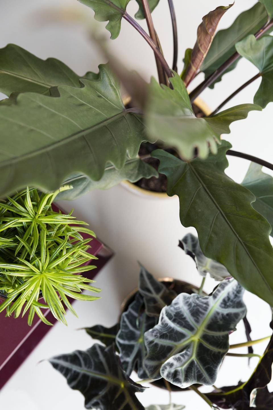 Designplanten-Fictie_vorm-HR-3765_1_0