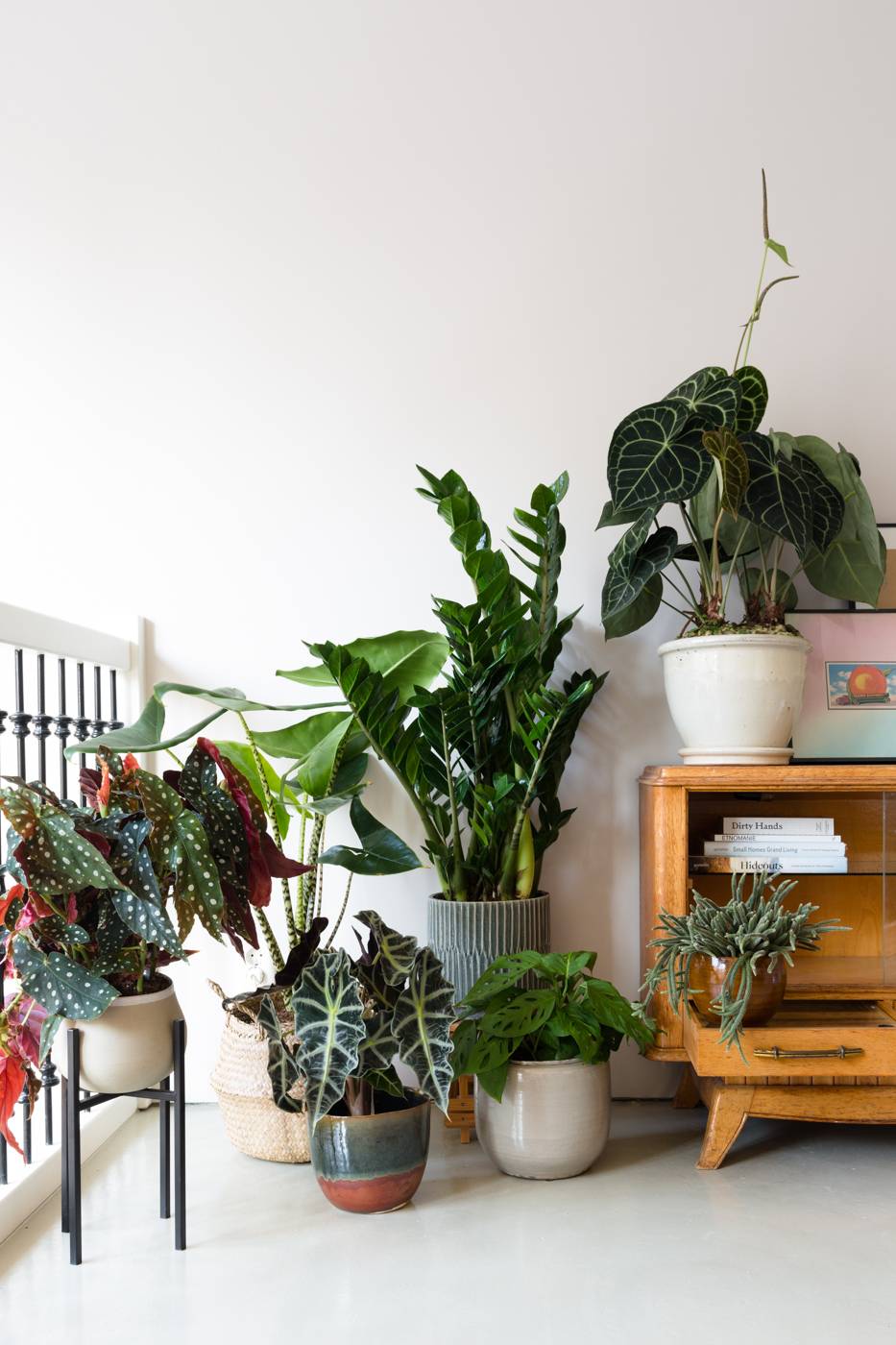 Alocasia