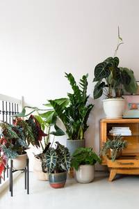 Alocasia