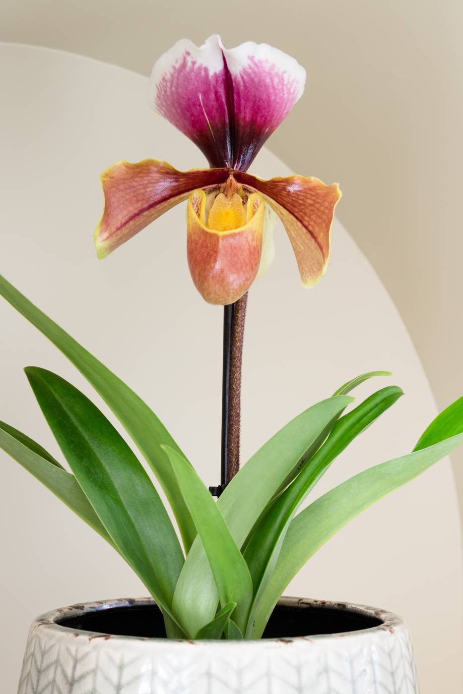 Portretfoto van de Paphiopedilum Orchidee
