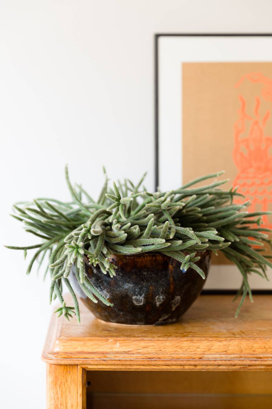 Rhipsalis