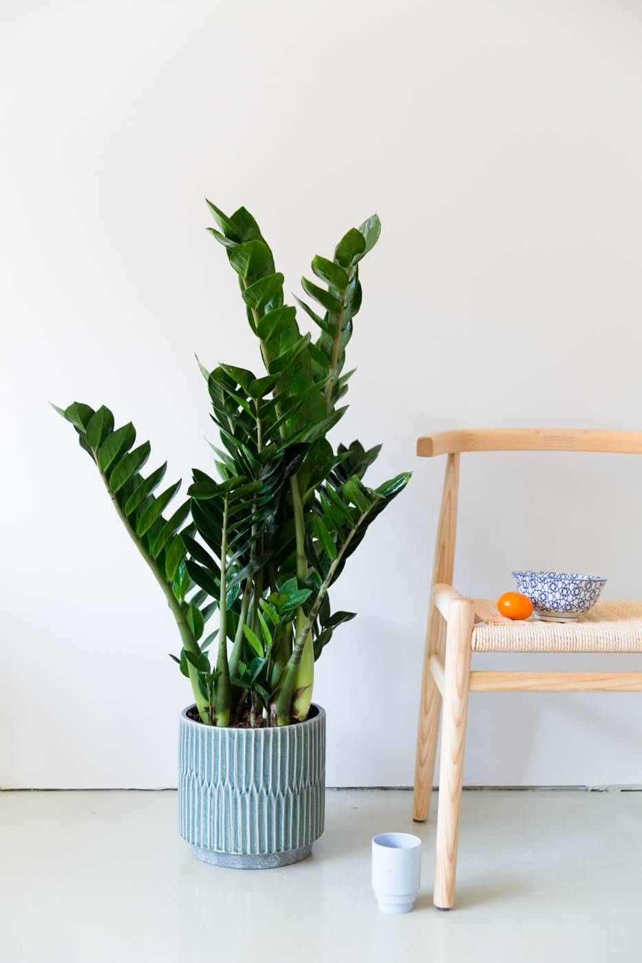 Zamioculcas