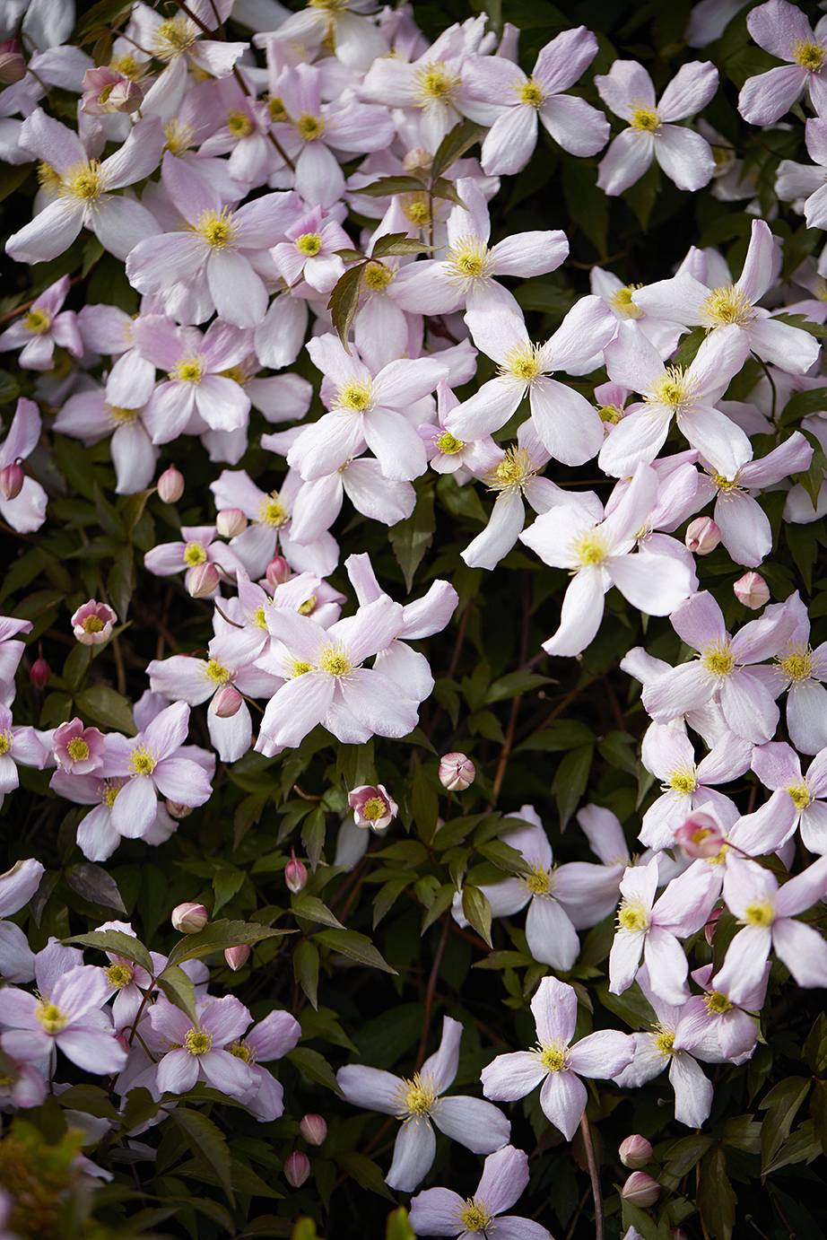 Die Clematis ist Gartenpflanze des Monats April - Pflanzenfreude.de - 8291edc8-d31c-4ecb-b8f5-5bf55a542ebc