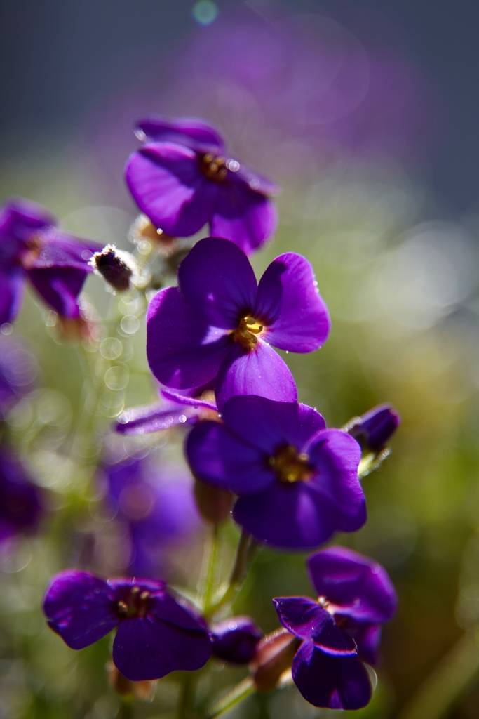 Die wunderschöne Aubrieta - Pflanzenfreude.de - 34f6ffaf-f7d0-46d2-90b0-a39e74baafbe