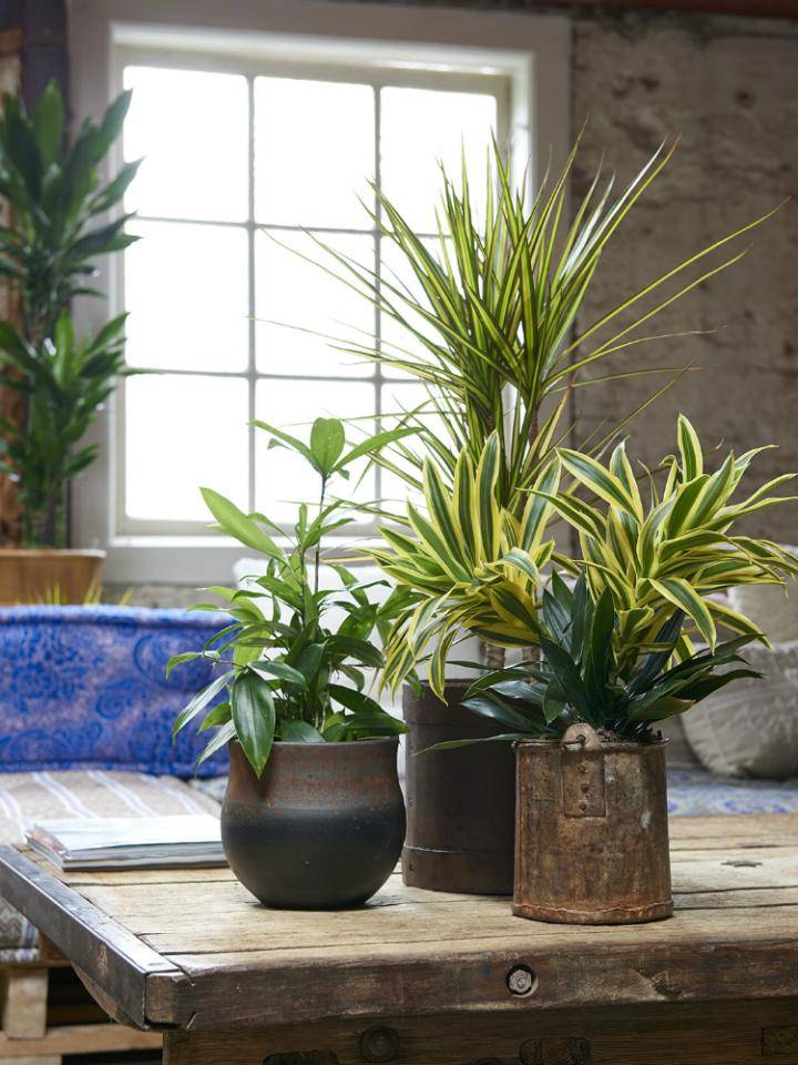 Dracaena