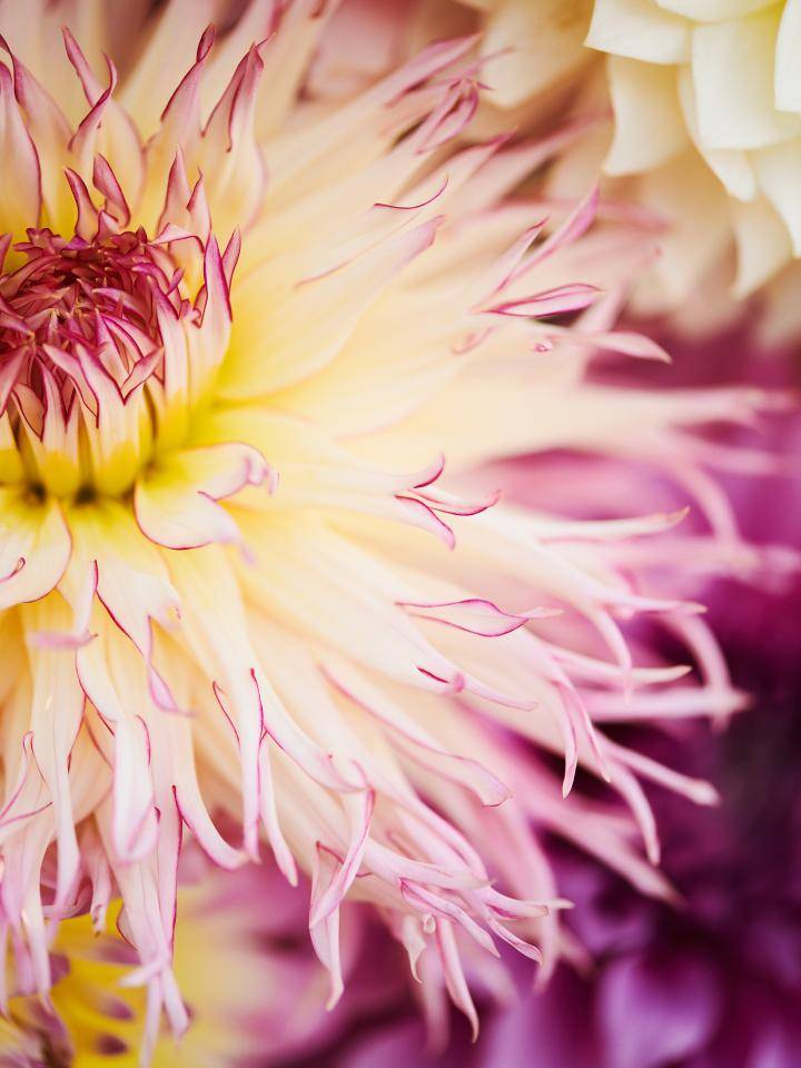 Close-up van een bloem met gele basis en roze uiteinden, omringd door kleurrijke bloemen