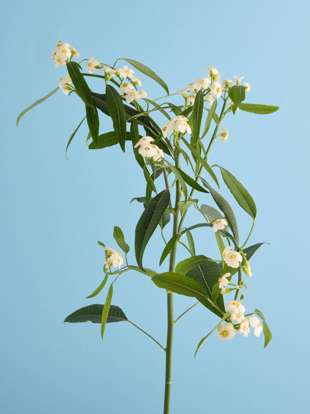 Euphorbia 20251401_Flower Colorguide BBH3176