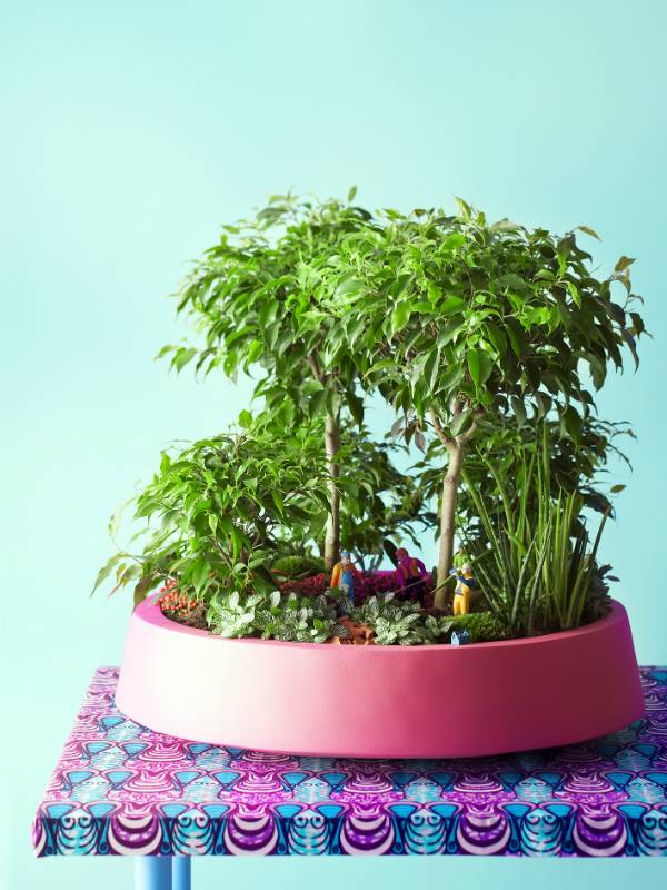 Mini-bos met ficus in schaal