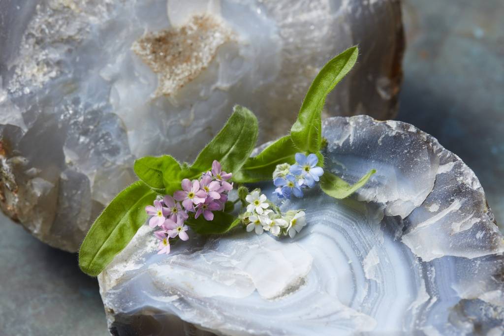 Forget-me-not - 00bd23a8-0d16-43a2-ab7e-3678843f0d5a