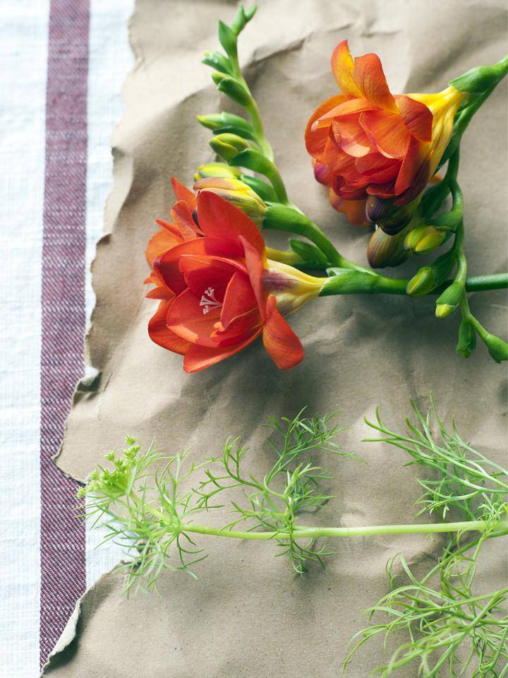 Freesia