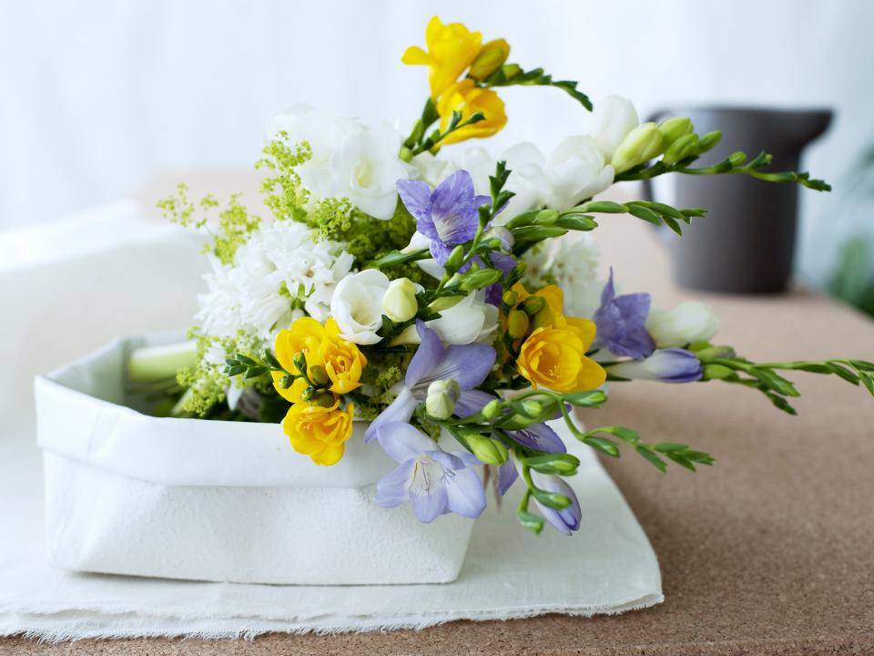 freesia