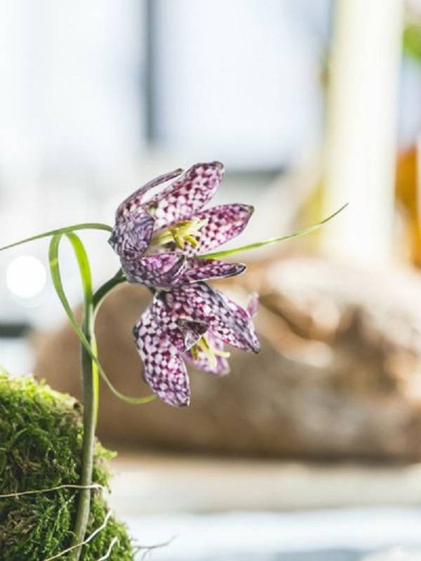 Fritillaria-1