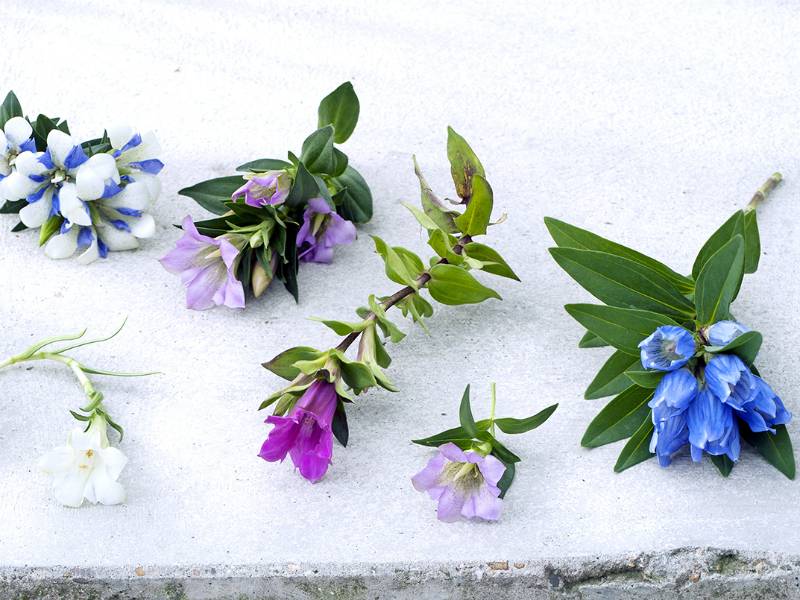 Gentiaanbloemen in blauw, paars en wit