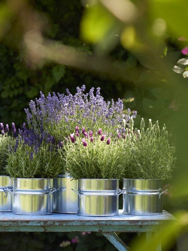 Het hele jaar door een bijentuin | Mooiwatplantendoen.nl - 124aaf56-bbff-4a47-8d33-30458f07b504