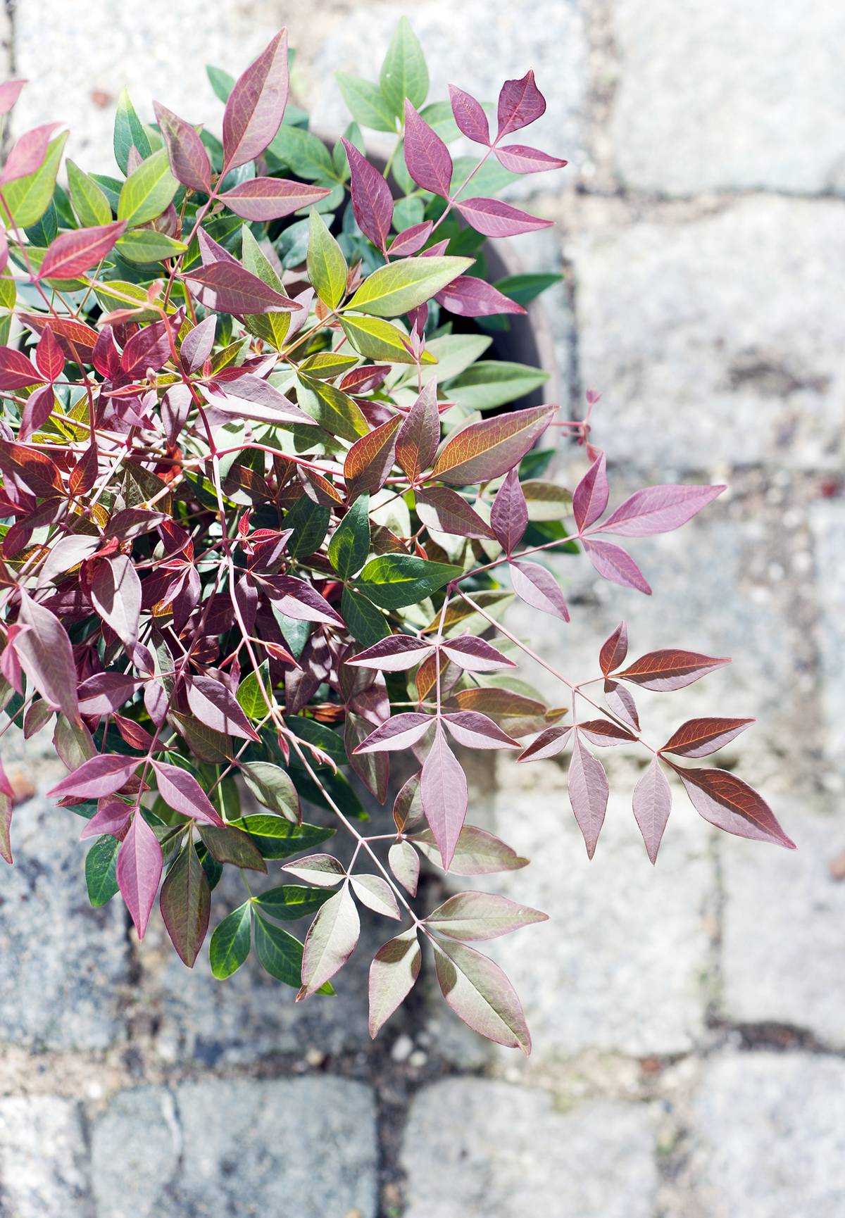 Hippe heesters: Nandina - 6e5aa498-13e1-4c4e-a786-1566c302d1fc