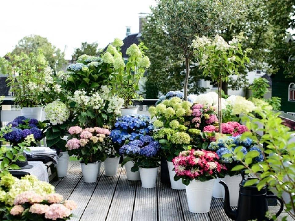 Hortensia 07 WEB