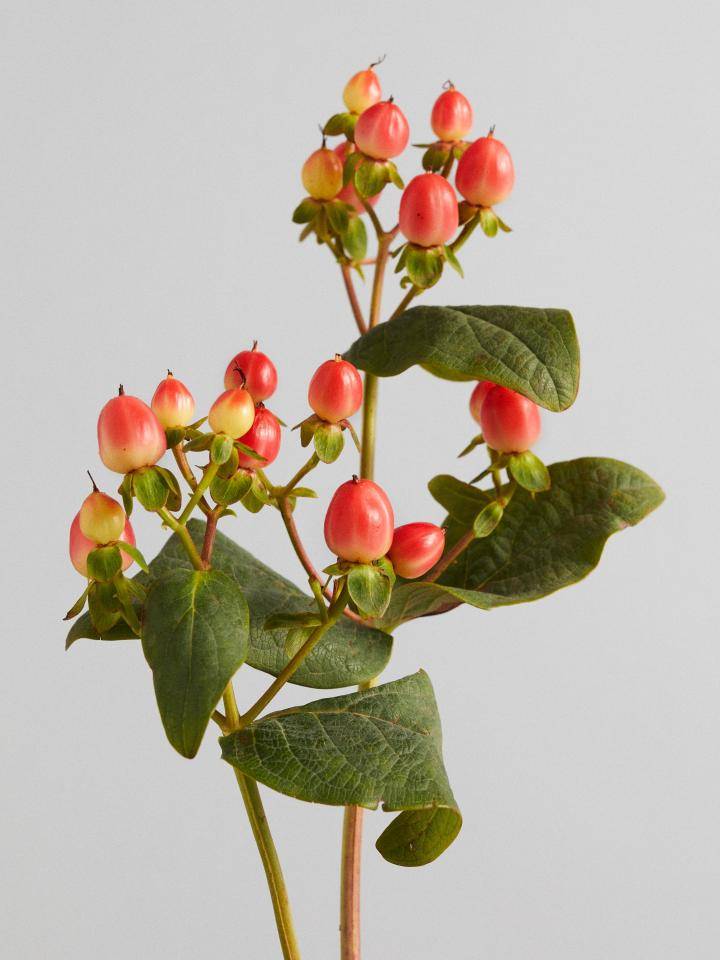 Hypericum