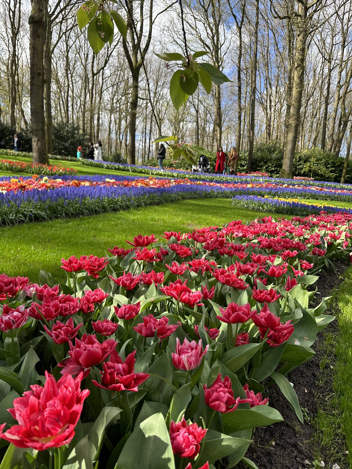 Rode tulpen