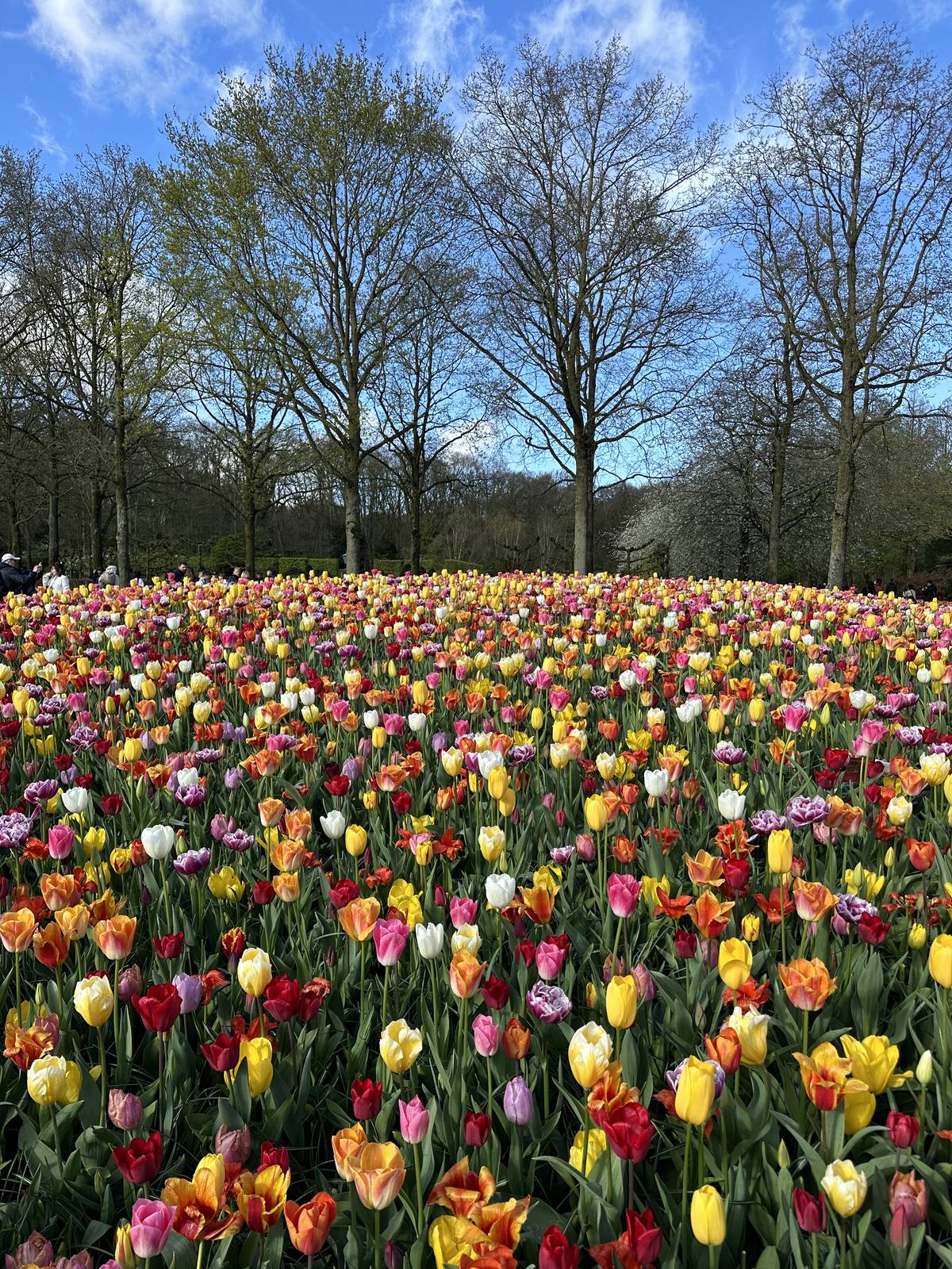 Tulpenbollen