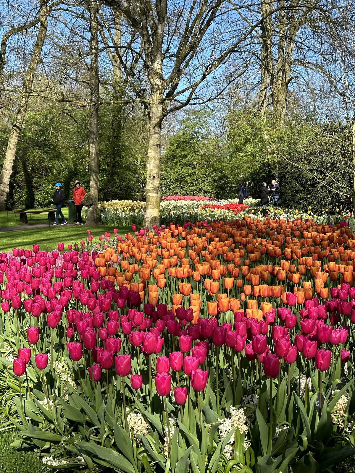 Tulpenveld