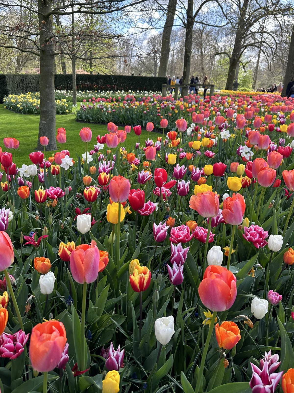 Tulpenveld