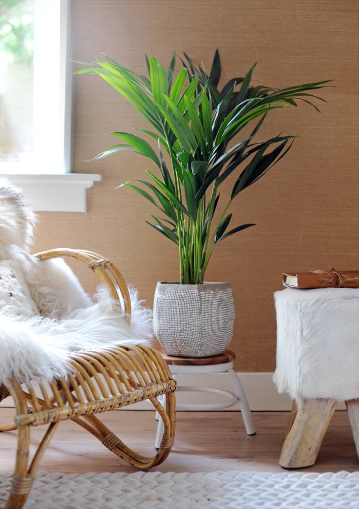 Kentia Palm