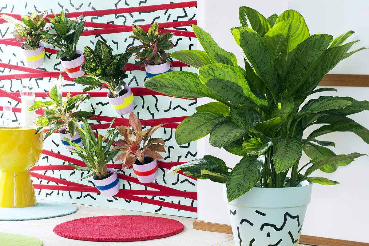 Aglaonema planten in kleurrijke potten aan muur